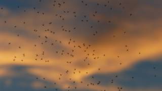 mosquitoes swarming in the sky