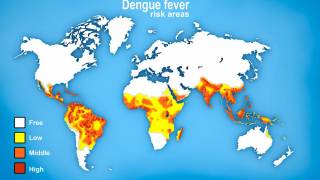 dengue