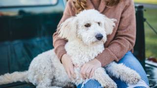 rabies vaccine