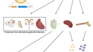 Lyme disease vaccine 2023