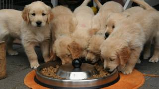 golden retriever puppies at food bowl