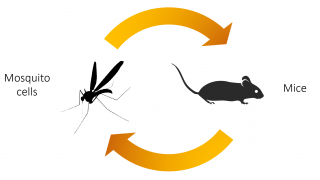 infection cycle