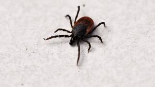 tick that causes lyme disease