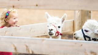 girl at a petting zoo, llamas