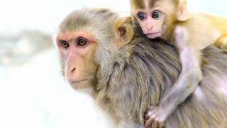 rhesus monkeys 