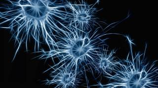 brain neurons