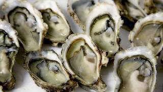 raw oysters on the half shell