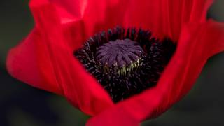 poppy flower