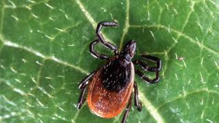 black legged tick