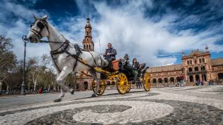 sevilla spain horse