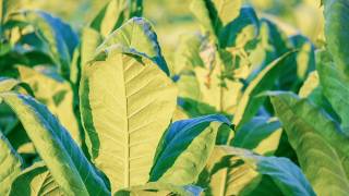 tobacco leaves