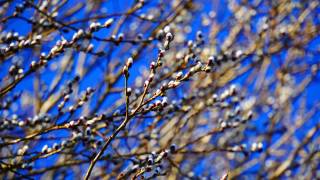 willow buds against the blue sky