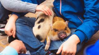 Kids petting zoo