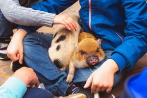 Kids petting zoo